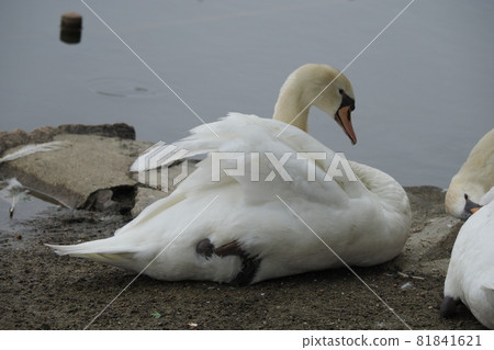 Swan in Dragonfly Pond Park 81841621