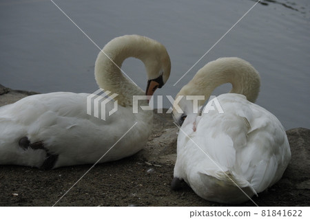 2 swans 2 swans 81841622