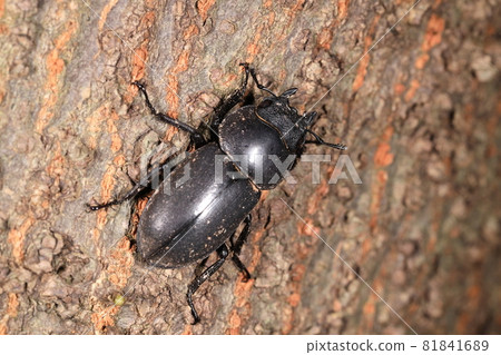 生物，昆蟲，Dorcus rectus，雌性。有光澤的黑褐色，大小約2厘米 81841689