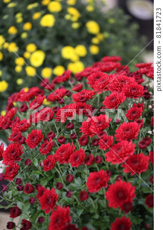 Chrysanthemum Chrysanthemum 81841723