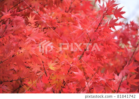 Iroha's autumn leaves that stand out in the fall, fascinating with various reds. Iroha's autumn leaves that stand out in the fall, fascinating with various reds. 81841742