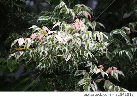 New leaves of Boxelder maple that I met in early summer 81841812