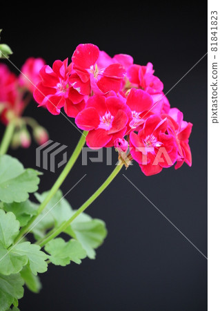 Geranium 81841823