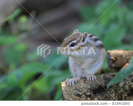 Chipmunk staring Chipmunk staring 81841893