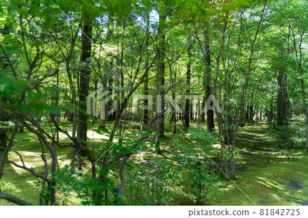 避暑勝地樹木和苔蘚花園 81842725