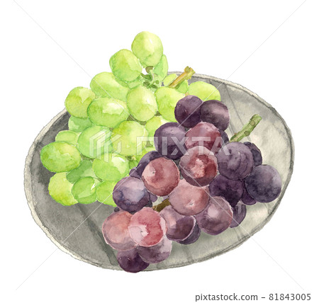 日本盤子上的葡萄 Shine Muscat 和 Aurora Black [手繪水彩] 白色背景 81843005