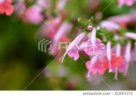 Autumn flower, coral nymph (Scarlet sage) 81843173