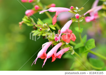 Autumn flower, coral nymph (Scarlet sage) Autumn flower, coral nymph (Scarlet sage) 81843185