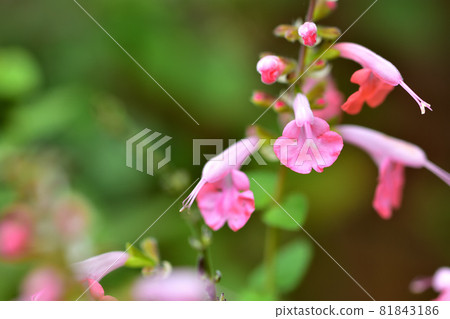 Autumn flower, coral nymph (Scarlet sage) Autumn flower, coral nymph (Scarlet sage) 81843186