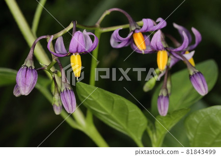 Natural plant Solanum megacarp, a perennial plant of the Solanaceae family that grows in moist lowlands and ponds. Flowers from midsummer to early autumn 81843499