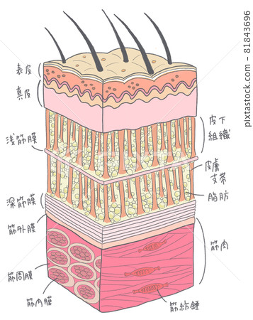 Tissue and name from skin to muscle Tissue and name from skin to muscle 81843696