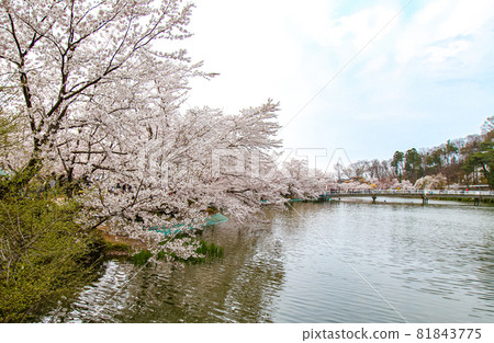 Cherry blossoms in Ryoryu Park Cherry blossoms in Ryoryu Park 81843775