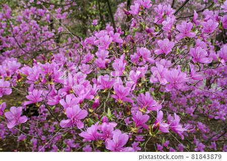 A view of early spring when azaleas bloom-5 A view of early spring when azaleas bloom-5 81843879