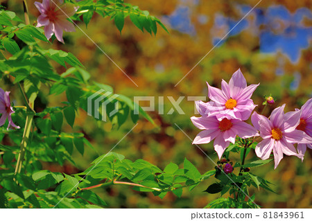 秋花盛開,達里亞皇帝 秋花盛開,達里亞皇帝 81843961