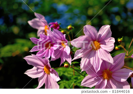 Flowers blooming in autumn, Emperor Dariya Flowers blooming in autumn, Emperor Dariya 81844016