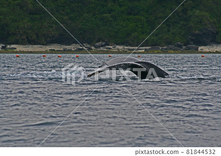 慶良間群島的座頭鯨 81844532