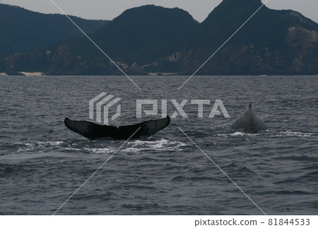 Humpback whales in the Kerama Islands Humpback whales in the Kerama Islands 81844533