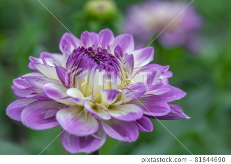 Dahlia Dahlia 81844690