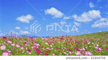 Cosmos field Cosmos field 81844739