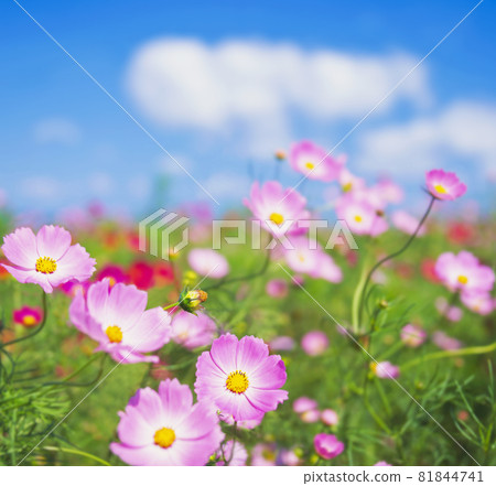  宇宙領域 81844741