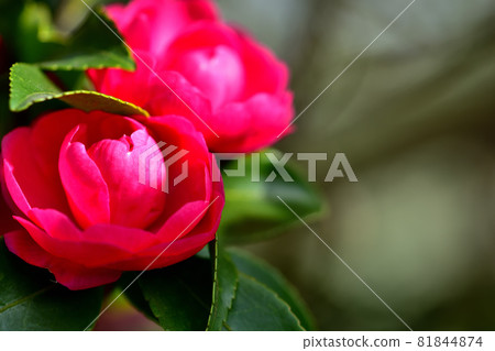 Sasanqua, a flower that blooms in autumn Sasanqua, a flower that blooms in autumn 81844874