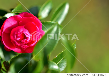 Sasanqua, a flower that blooms in autumn 81844875