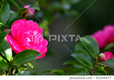 Sasanqua,一種在秋天開花的花 Sasanqua,一種在秋天開花的花 81844877