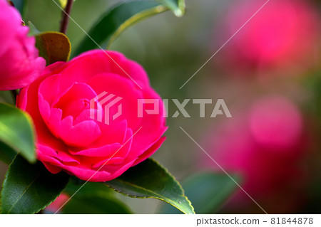 Sasanqua,一種在秋天開花的花 Sasanqua,一種在秋天開花的花 81844878
