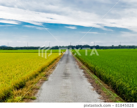 Two-tone autumn rural road Two-tone autumn rural road 81845028