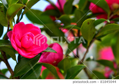 Sasanqua,一種在秋天開花的花 Sasanqua,一種在秋天開花的花 81845044