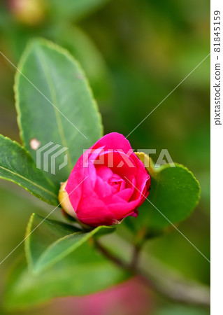 Sasanqua, a flower that blooms in autumn Sasanqua, a flower that blooms in autumn 81845159