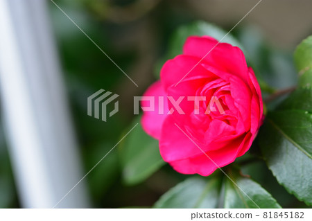 Sasanqua, a flower that blooms in autumn 81845182