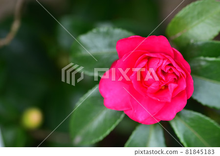 Sasanqua, a flower that blooms in autumn Sasanqua, a flower that blooms in autumn 81845183