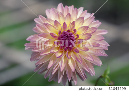 Dahlia Dahlia 81845299