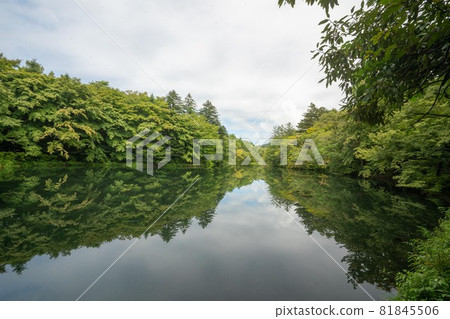 駒場池綠樹與湖面 81845506