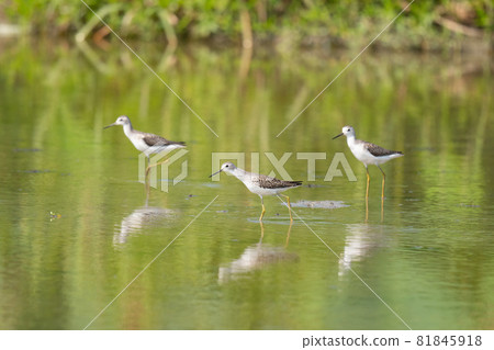 Marsh sandpipers on their way to the Hasuda in the fall 01 Marsh sandpipers on their way to the Hasuda in the fall 01 81845918