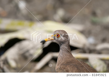 Sedentary bird Keri resting in the Hasuda Sedentary bird Keri resting in the Hasuda 81845921