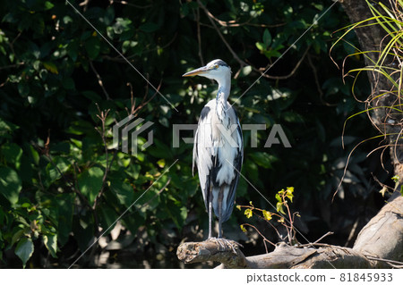 Gray heron resting on a fallen tree in early autumn Gray heron resting on a fallen tree in early autumn 81845933