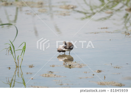 秋季在哈斯田梳理木鷸 秋季在哈斯田梳理木鷸 81845939