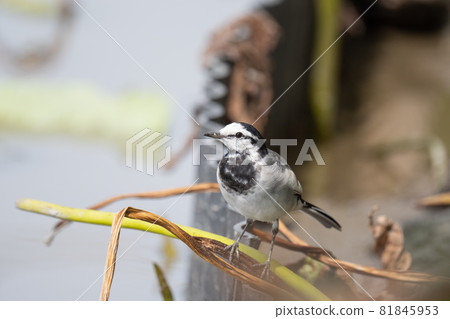 初秋在蓮藕田中休息的黑背鶺鴒 81845953