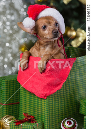 brown dog in a gift box against the backdrop of a festive Christmas tree, christmas concept 81846382