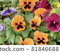 Pansy in the flower bed 81846688