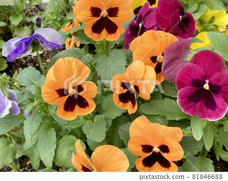 Pansy in the flower bed 81846688