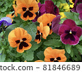 Pansy in the flower bed 81846689