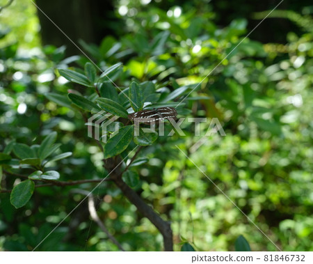 Moth's fellow Hiroeo Dragonfly Shak Moth's fellow Hiroeo Dragonfly Shak 81846732