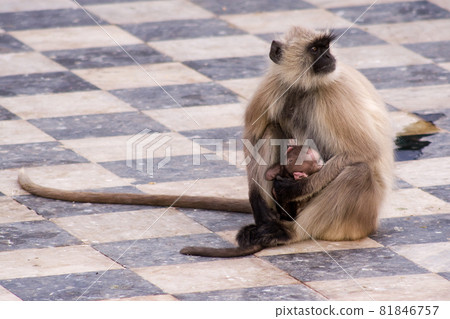 monkey langur sits in a temple and holds his cub in his hands monkey langur sits in a temple and holds his cub in his hands 81846757
