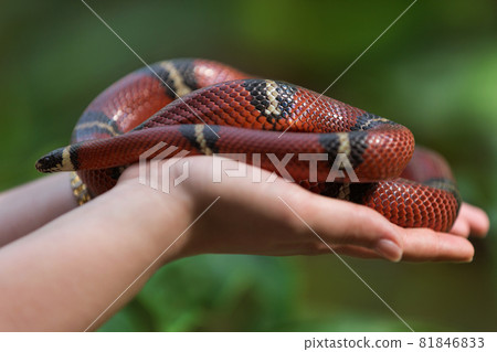 on the female palms sits the royal snake, against the backdrop of greenery, an exotic animal 81846833