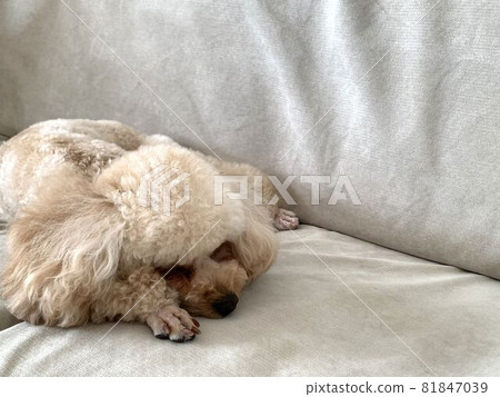 玩具貴賓犬睡在沙發上 玩具貴賓犬睡在沙發上 81847039
