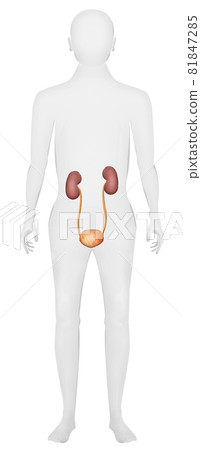 Illustration material: Kidney, ureter, bladder 81847285
