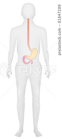 Illustration material: Esophagus / stomach / duodenum 81847289
